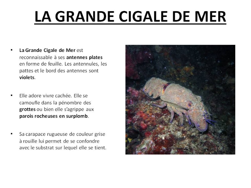 Cigale 1