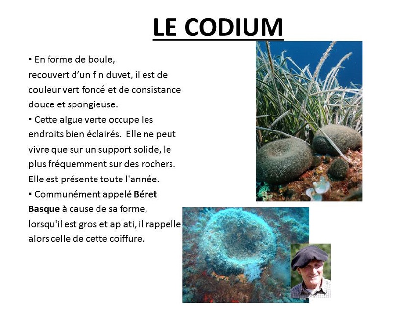 Codium 2