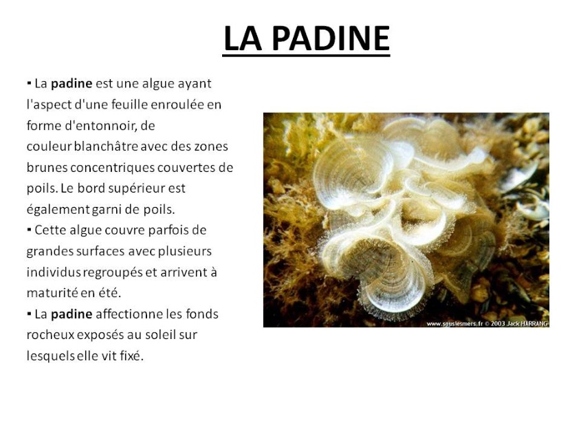 Padine2