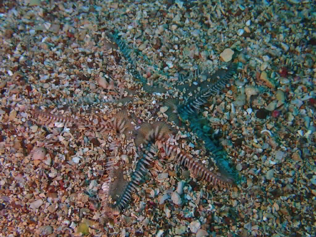 P6090156
